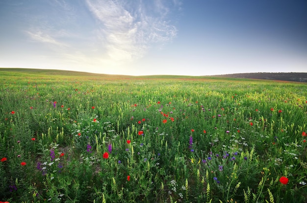 Frühlingswiese. Zusammensetzung der Natur.