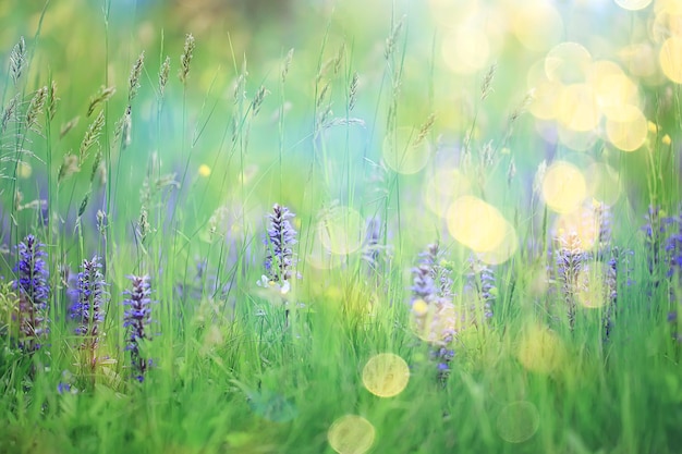 frühlingswildblumen, sommerhintergrund, grünes gras und blumen