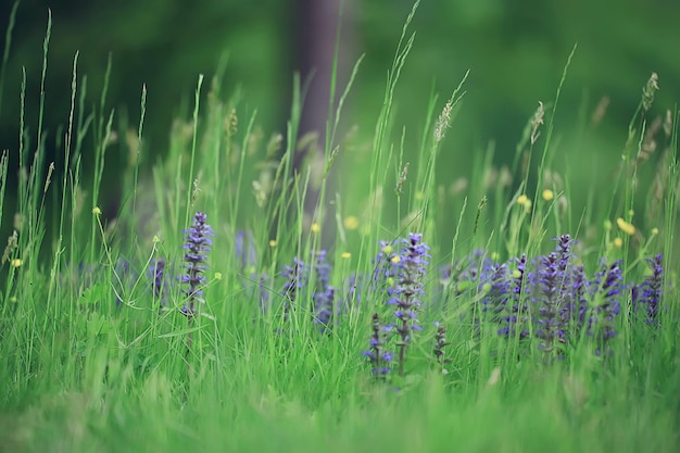 frühlingswildblumen, sommerhintergrund, grünes gras und blumen