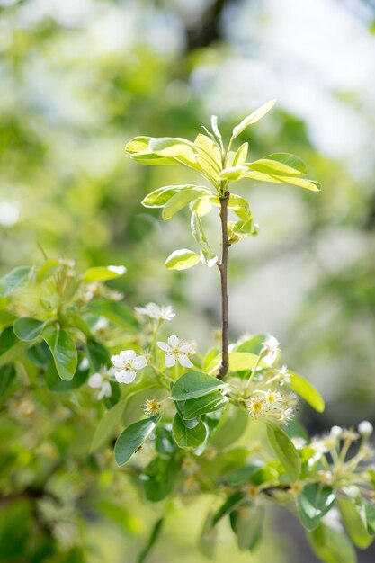 Frühlingszeit Apfelbaumblüte Hintergrund mit Sonne Schöne Naturszene mit blühendem Apfelbaum