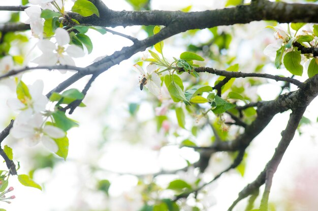 Frühlingszeit Apfelbaumblüte Hintergrund mit Sonne Schöne Naturszene mit blühendem Apfelbaum