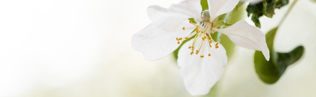 Frühlingszeit Apfelbaumblüte Hintergrund mit Sonne Schöne Naturszene mit blühendem Apfelbaum