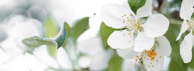 Frühlingszeit Apfelbaumblüte Hintergrund mit Sonne Schöne Naturszene mit blühendem Apfelbaum