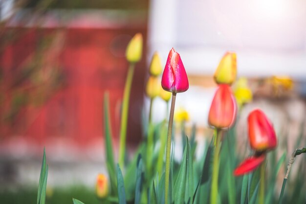 Frühlingszeit Blumenlandschaft Bunte Frühlingsblumen mit Tulpen und Narzissen