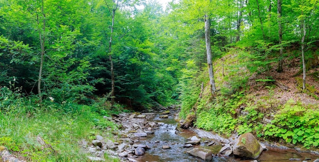 Frühlingszeit entlang des Little Pigeon River im Nationalpark Great Smoky Mountains