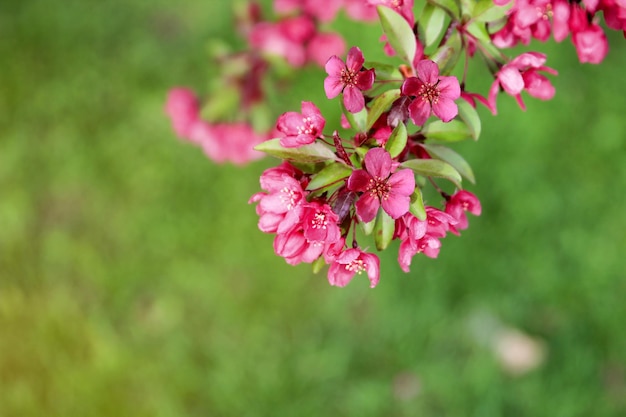 Frühlingszeit in der Natur mit blühendem Baum Blühender Apfelbaum