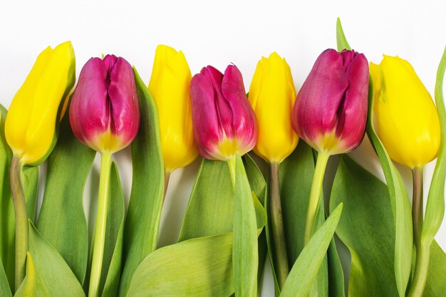 Frühlingszusammensetzung. Gelbe und lila Tulpen auf einem weißen Hintergrund. Frühlingshintergrund. Frauentag