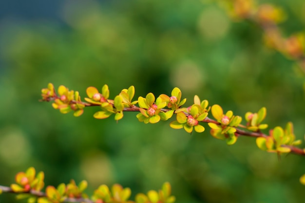 Frühlingszweig der Berberitze mit kleinen jungen Blättern und Nadeln auf grünem Hintergrund selektiver Fokus