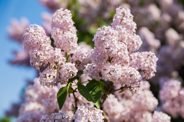 Frühlingszweig der blühenden Flieder Blumenlandschaft