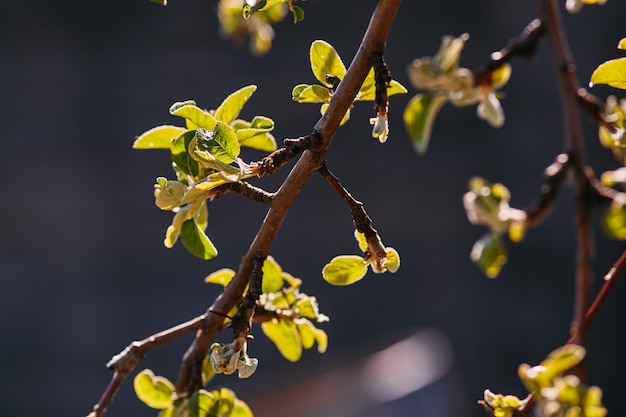 Frühlingszweig, junge Blätter und Nieren
