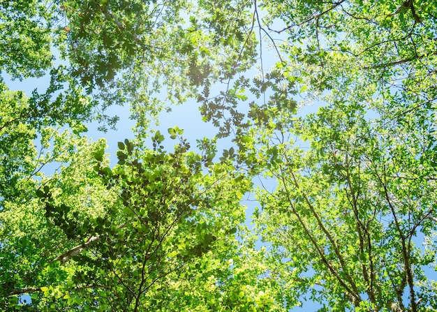 Frühlingszweig mit Blättern gegen blauen Himmel