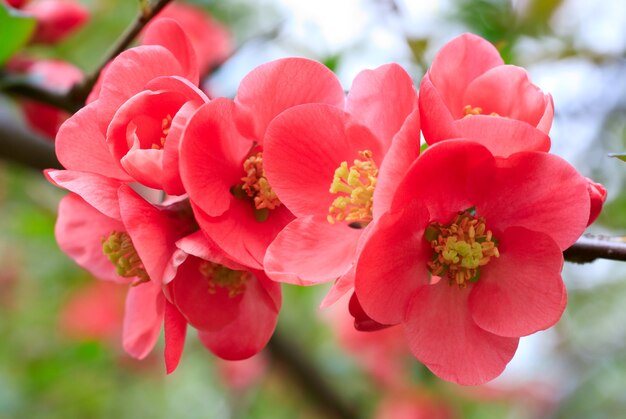 Frühlingszweig mit kleinen roten Blüten im Park (Nahaufnahme)