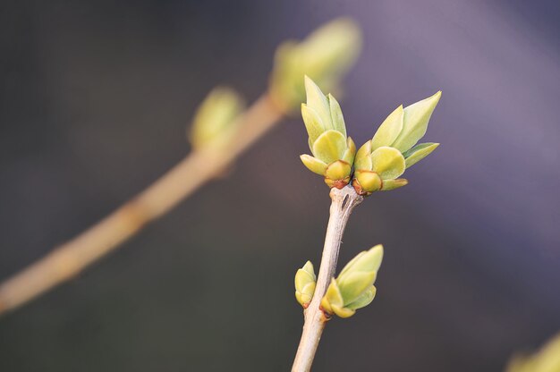 Foto frühlingszweig mit knospenden blättern