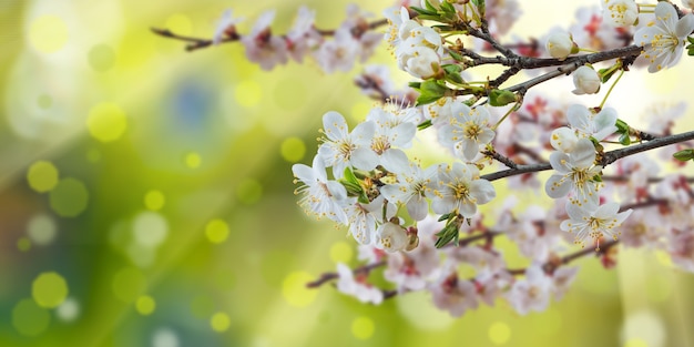 Frühlingszweig mit sonnigen Blumen, Naturoberfläche