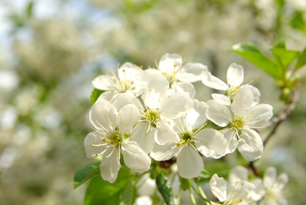 Frühlingszweig mit weißen Blüten