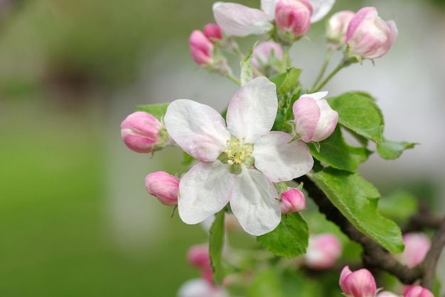 Frühlingszweig mit weißen Blüten