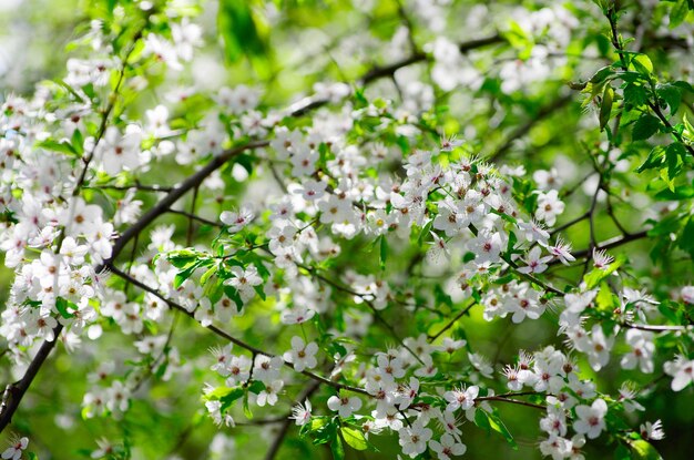 Frühlingszweig mit weißen Blüten