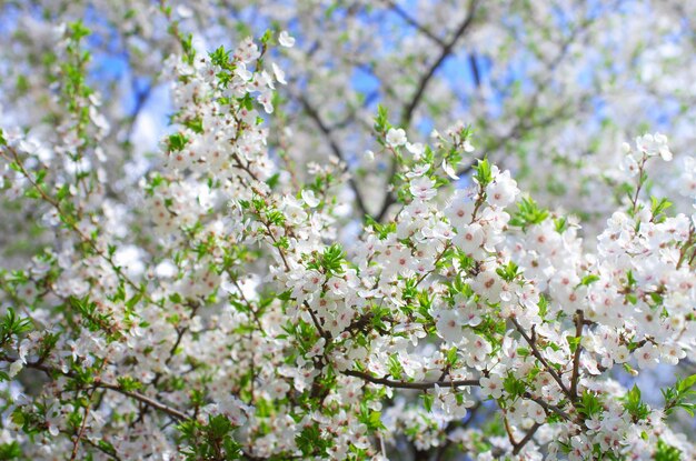 Frühlingszweig mit weißen Blüten