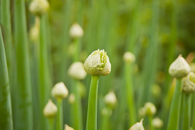 Frühlingszwiebel, die im Garten blüht