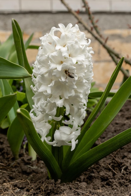 Frühlingszwiebelhyazinthe mit Biene