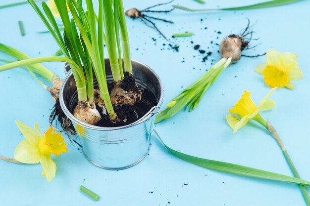 Frühlingszwiebeln bereit zum Umpflanzen. Gartenkonzept.