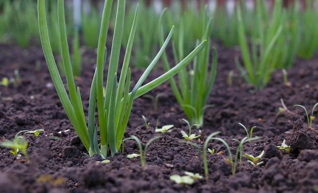 Frühlingszwiebeln in den Beeten im Sommer Frühlingszwiebeln, die auf dem Bauernhof wachsenNaturprodukt