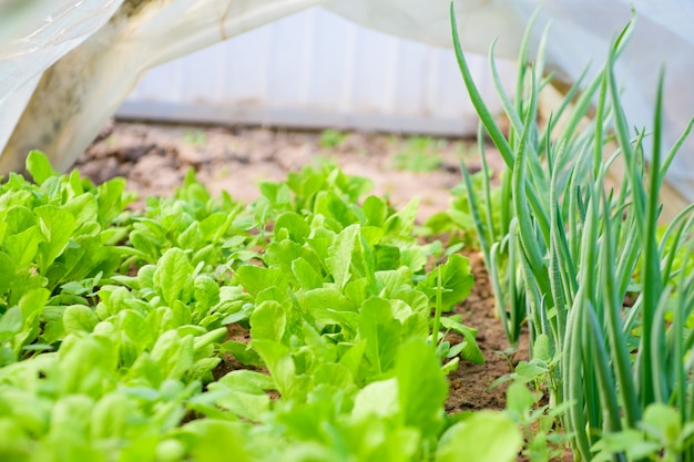 Frühlingszwiebelsalat. Grüns im Garten. Frühlingszwiebel und Salat im Garten. Gesundes Essen