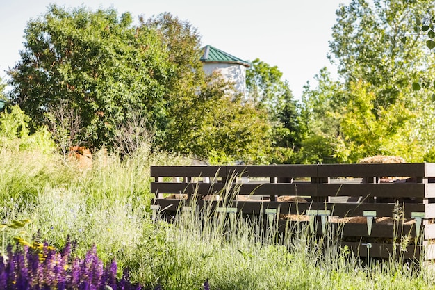 Foto frühsommer im städtischen gemüsegarten.