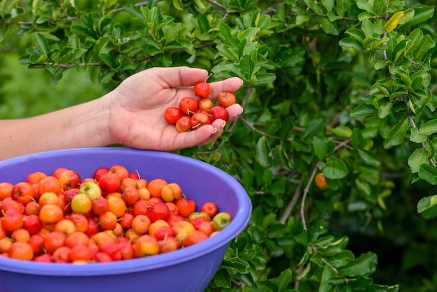 Fruta de acerola recolectada a mano y colocada en un recipiente de plástico morado