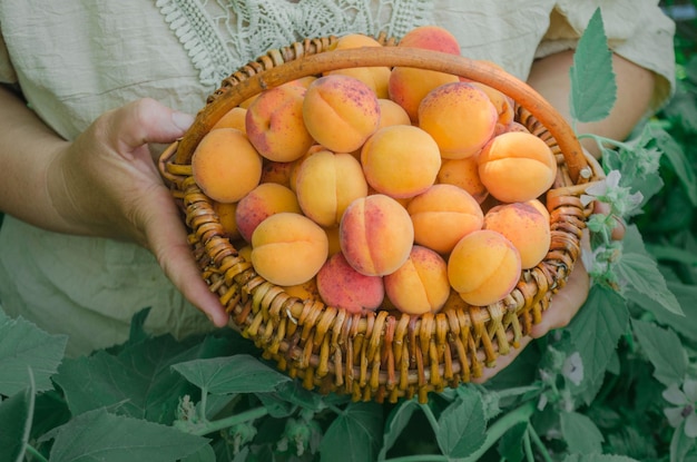 Fruta de albaricoque recién recolectada Albaricoques en canasta