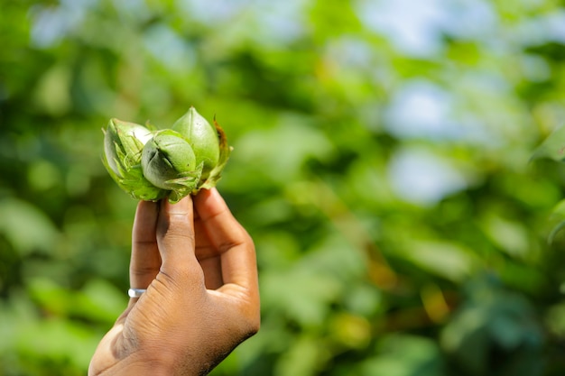 Fruta de algodón sosteniendo en la mano en el campo de algodón