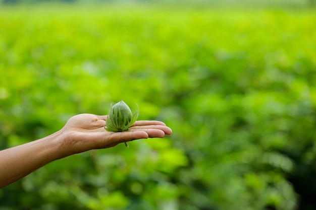 Fruta de algodón verde a mano