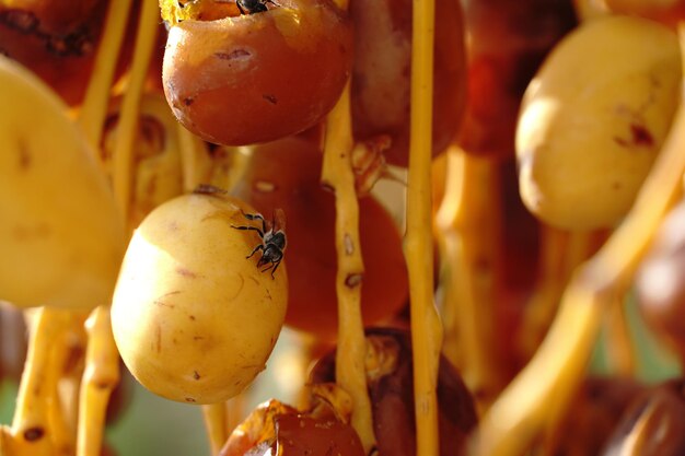 Una fruta amarilla con una abeja encima.