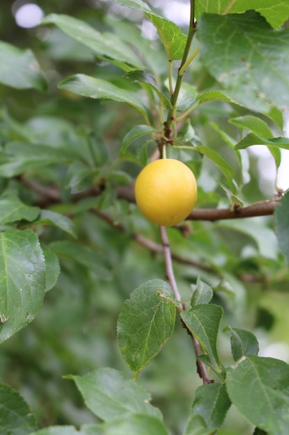 Una fruta amarilla en un árbol.