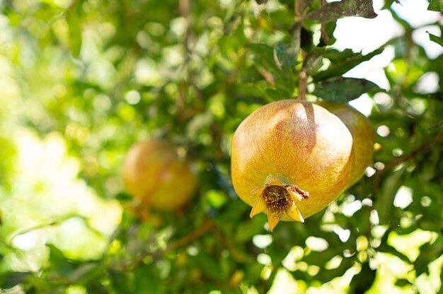 Foto una fruta amarilla cuelga de un árbol con el sol brillando sobre ella