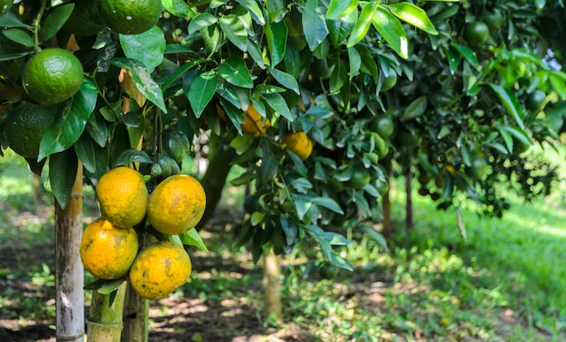 Fruta anaranjada en su árbol en el jardín.