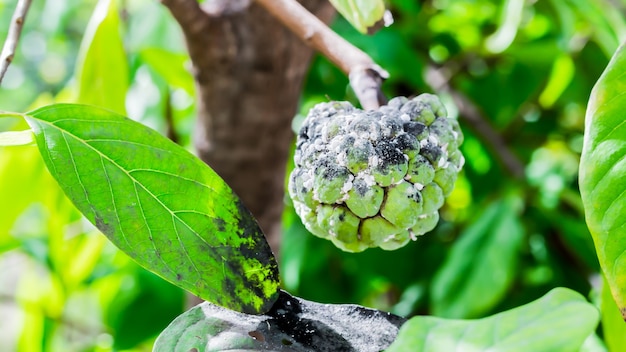 Fruta de Annona que fue destruida por plagas.