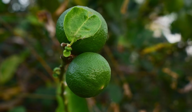 Fruta árbol limón comida hoja cítricos naturaleza lima rama agricultura hojas naranja fresco saludable planta tropical primer plano jardín orgánico verde maduro nuez natural aislado salud