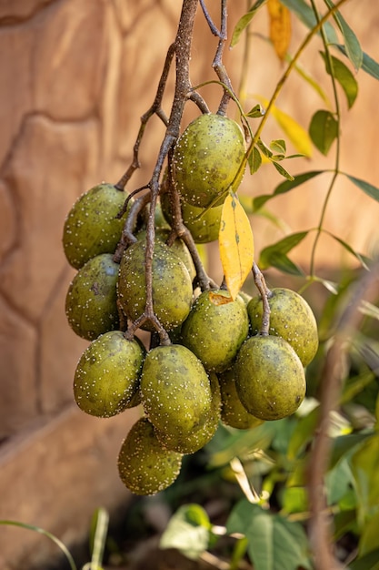 Fruta del árbol de Mombins