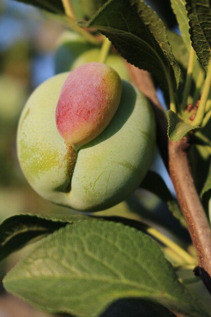 Una fruta en un árbol