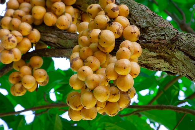 La fruta de Baccaurea ramiflora (mafai) en Tailandia tiene un sabor agrio y dulce