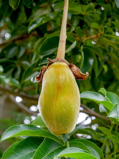 Fruta baobá africana ou pão de macaco