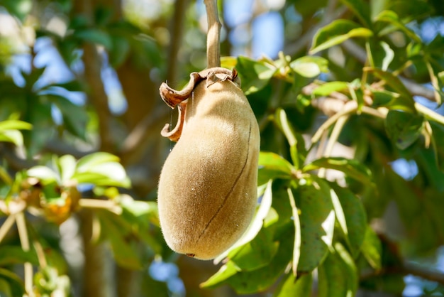 Fruta baobá africana ou pão de macaco