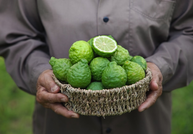 Fruta de bergamota fresca en una canasta sosteniendo por mano de mujer