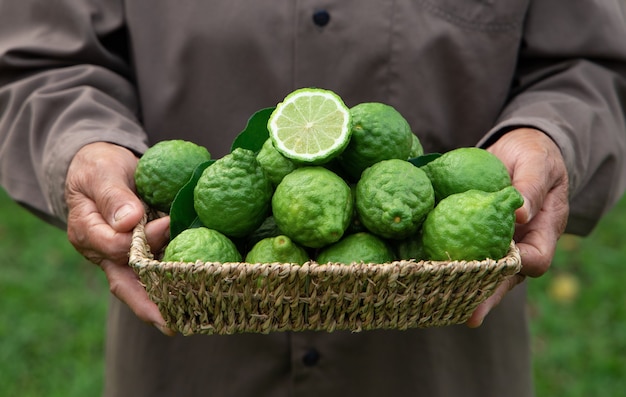 Fruta de bergamota fresca en una canasta sosteniendo por mano de mujer