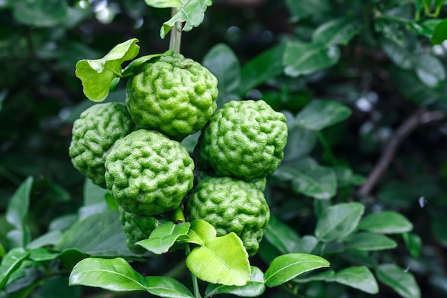 Fruta de bergamota o lima Kaffir colgando de un árbol