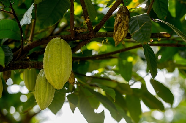 Fruta del cacao en el árbol