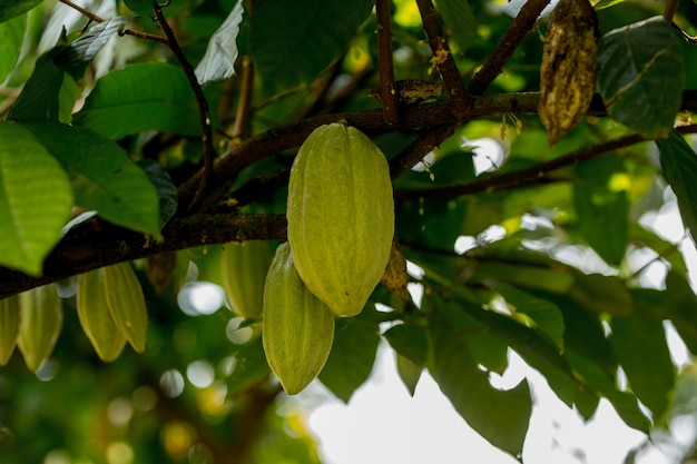 Fruta de cacao colgando del árbol