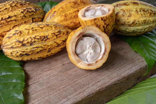 Fruta de cacao cortada a la mitad y mazorcas de cacao