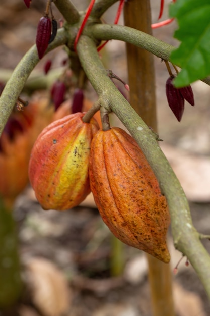 Foto fruta del cacao, granos de cacao sin procesar, vaina de cacao en el árbol